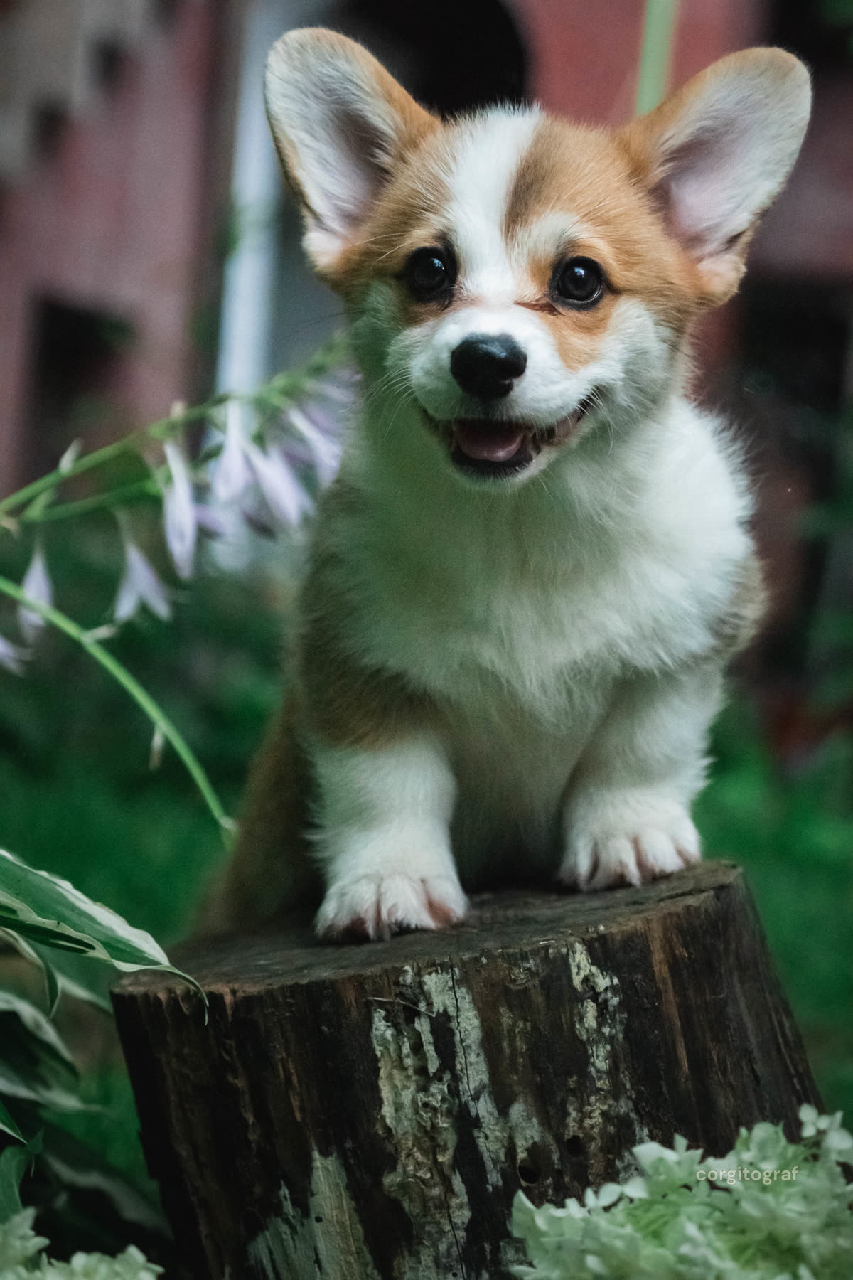 Mały corgi stawiający pierwsze kroki na zielonej trawie